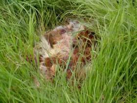 Prehistoric Road Trip S01E01 480p x264-mSD [eztv]