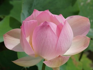Calendar Lotus Flowers 2020