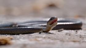 Snake City S05E04 Tunnel of Doom WEB-DL x264-JIVE [eztv]