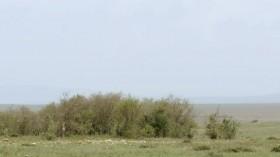 Big Cat Tales S01E02 Danger in the Long Grass WEBRip x264-CAFFEiNE [eztv]