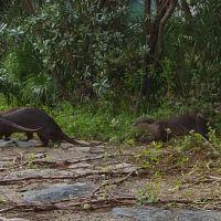 Uptown Otters S01E01 1080p HDTV H264 CBFM TGx