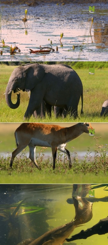 Massive Africa S01E03 WEBRip x264 XEN0N