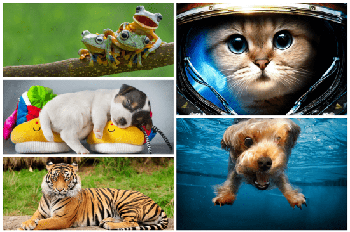 DesignOptimal Beautiful Animal Wallpaper 5k 3