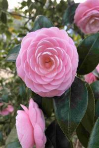 BBC R4 Production Alexandre Dumas The Lady Of The Camellias