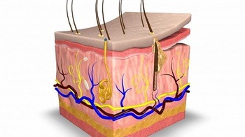 DevCourseWeb Udemy Atlas of Skin Diseases