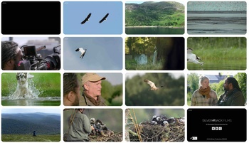 Hamza Strictly Birds of Prey 1280x720p HD 50fps soft Eng subs