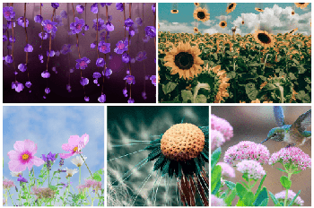 DesignOptimal Flowers Wallpapers 5k 1
