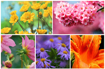 DesignOptimal Flowers Wallpapers 5k 11