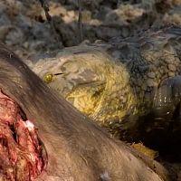 Massive Africa S01E01 HDTV x264 TORRENTGALAXY