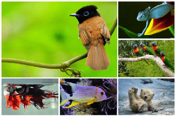 DesignOptimal Beautiful Animal Wallpaper 5k 15