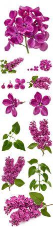 DesignOptimal Lilac beautiful stock photo