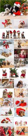 DesignOptimal Cute dogs in santa hat set stock photo