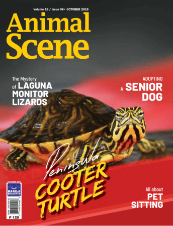 FreeCourseWeb Animal Scene October 2019