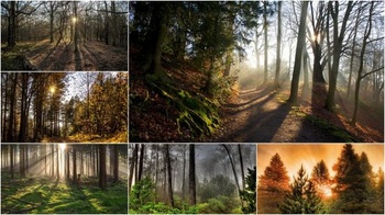 DesignOptimal Wood landscapes Part 116