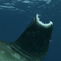 Planet Shark S01E02 Ocean Voyagers 720p AMZN WEB DL DDP2 0 H 264 NTb TGx