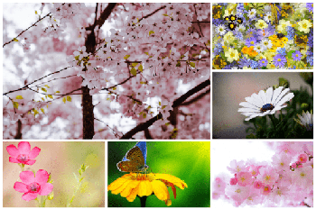 DesignOptimal Flowers Wallpapers 5k 10