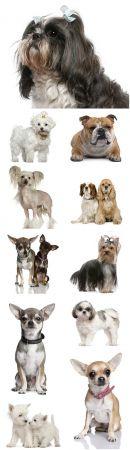 DesignOptimal Dogs of different breeds beautiful stock photo