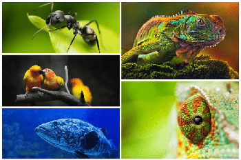 DesignOptimal Beautiful Animal Wallpaper 5k 16