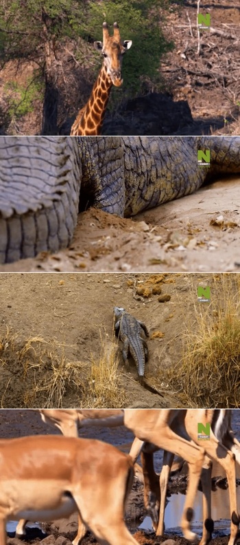 Massive Africa S01E04 WEBRip x264 XEN0N