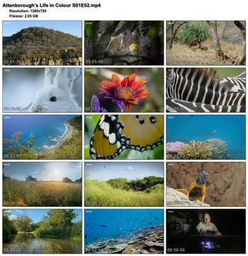 Attenborough s Life in Colour S01E02 1280x720p HD 50fps soft Eng subs