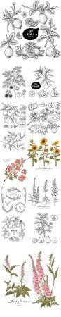 DesignOptimal Hand Drawn Botanical Illustrations Set