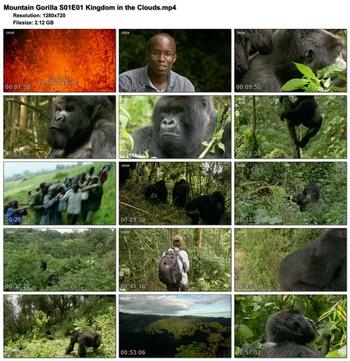 Mountain Gorilla BBC 2010 S01 complete 1280x720p HD 50fps soft Eng subs