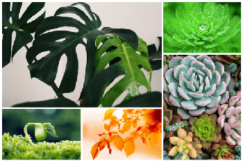 DesignOptimal Plants Wallpapers 5k 1