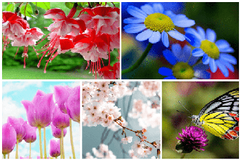 DesignOptimal Flowers Wallpapers 5k 2