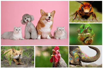 DesignOptimal Beautiful Animal Wallpaper 5k 14