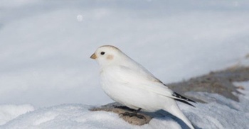 FreeCourseWeb Udemy Bird Watching in Alaska