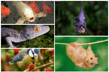 DesignOptimal Beautiful Animal Wallpaper 5k 11