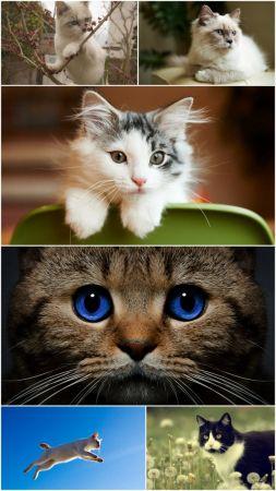 DesignOptimal Cat Part 19