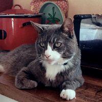 How to Catch a Cat Killer 2022 1080p HDTV H264 DARKFLiX TGx