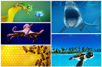 DesignOptimal Beautiful Animal Wallpaper 5k 2