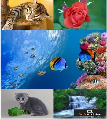 DesignOptimal Natur Wallpapers 04