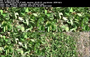 Edible Garden Edible Forest 2021