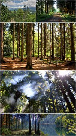 DesignOptimal Wood landscapes Part 64