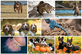 DesignOptimal Beautiful Animal Wallpaper 5k 17