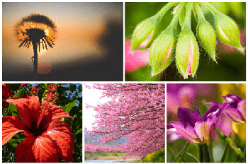 DesignOptimal Flowers Wallpapers 5k 14