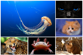 DesignOptimal Beautiful Animal Wallpaper 5k 13