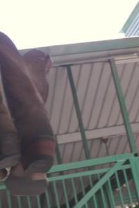 FreeUseMILF 23 09 15 Lexi Lore And Cory Chase The Kinkiest Cowgirl Of The West XXX 1080p HEVC x265 P