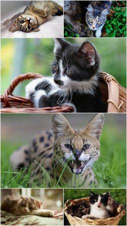 DesignOptimal Cat Part 15