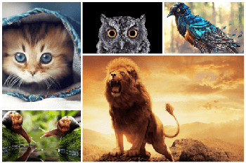 DesignOptimal Beautiful Animal Wallpaper 5k 1