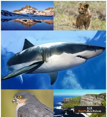 DesignOptimal Natur Wallpapers 05