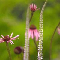 RHS Hampton Court Palace Garden Festival 2021 S01E01 HDTV x264 PHOENiX TGx