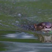 Uptown Otters S01E01 HDTV x264 TORRENTGALAXY