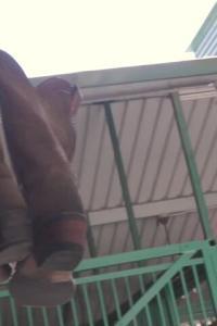 FreeUseMILF 23 09 15 Lexi Lore And Cory Chase The Kinkiest Cowgirl Of The West XXX 720p HEVC x265 PR