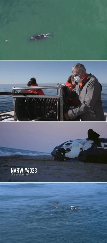 NOVA S50E07 Saving the Right Whale 480p x264 RUBiK