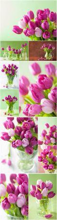 DesignOptimal Tulips spring flowers beautiful stock photo