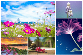 DesignOptimal Flowers Wallpapers 5k 5